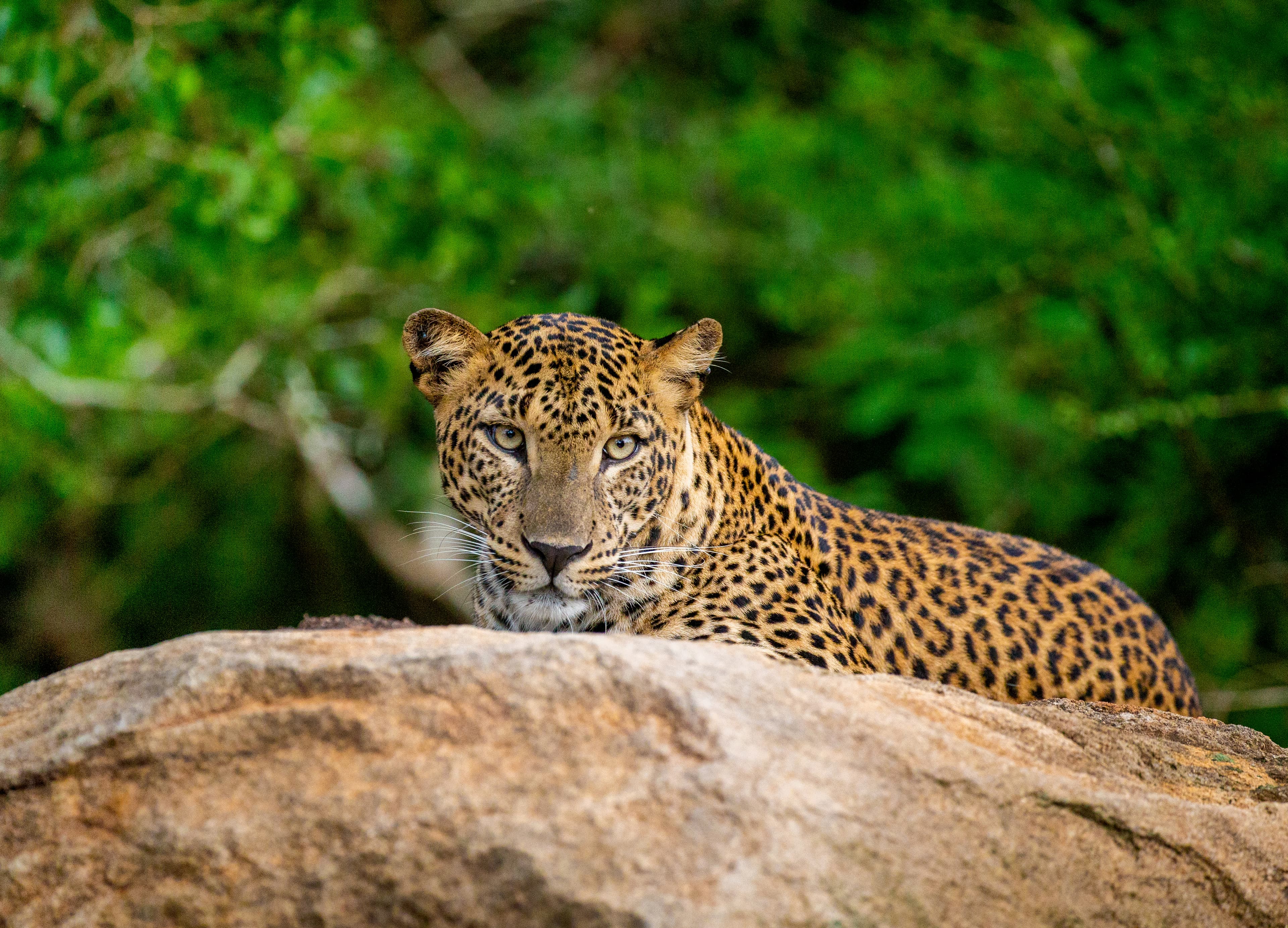 Yala National Park: In Search of the World's Most Elusive Leopard